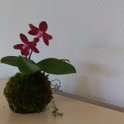 IMAG0839 copie